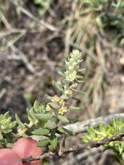 Phylica paniculata image