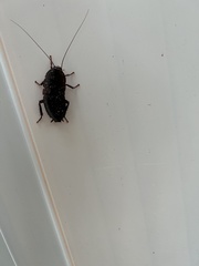 Eurycotis floridana