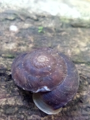 Helicigona lapicida
