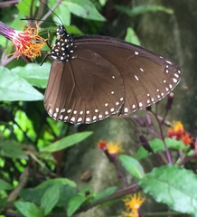 Euploea klugii erichsonii