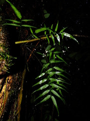 Asplenium juglandifolium