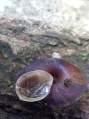 Helicigona lapicida