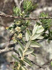 Phylica paniculata image