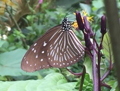 Euploea mulciber mulciber