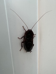 Eurycotis floridana