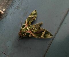 Daphnis nerii