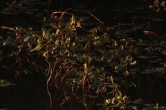 Ludwigia peploides