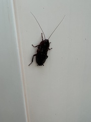 Eurycotis floridana