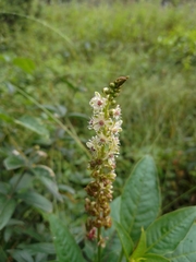 Phytolacca heterotepala