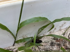 Eurycotis floridana