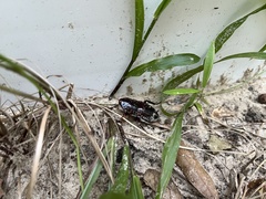 Eurycotis floridana