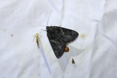 Catocala antinympha