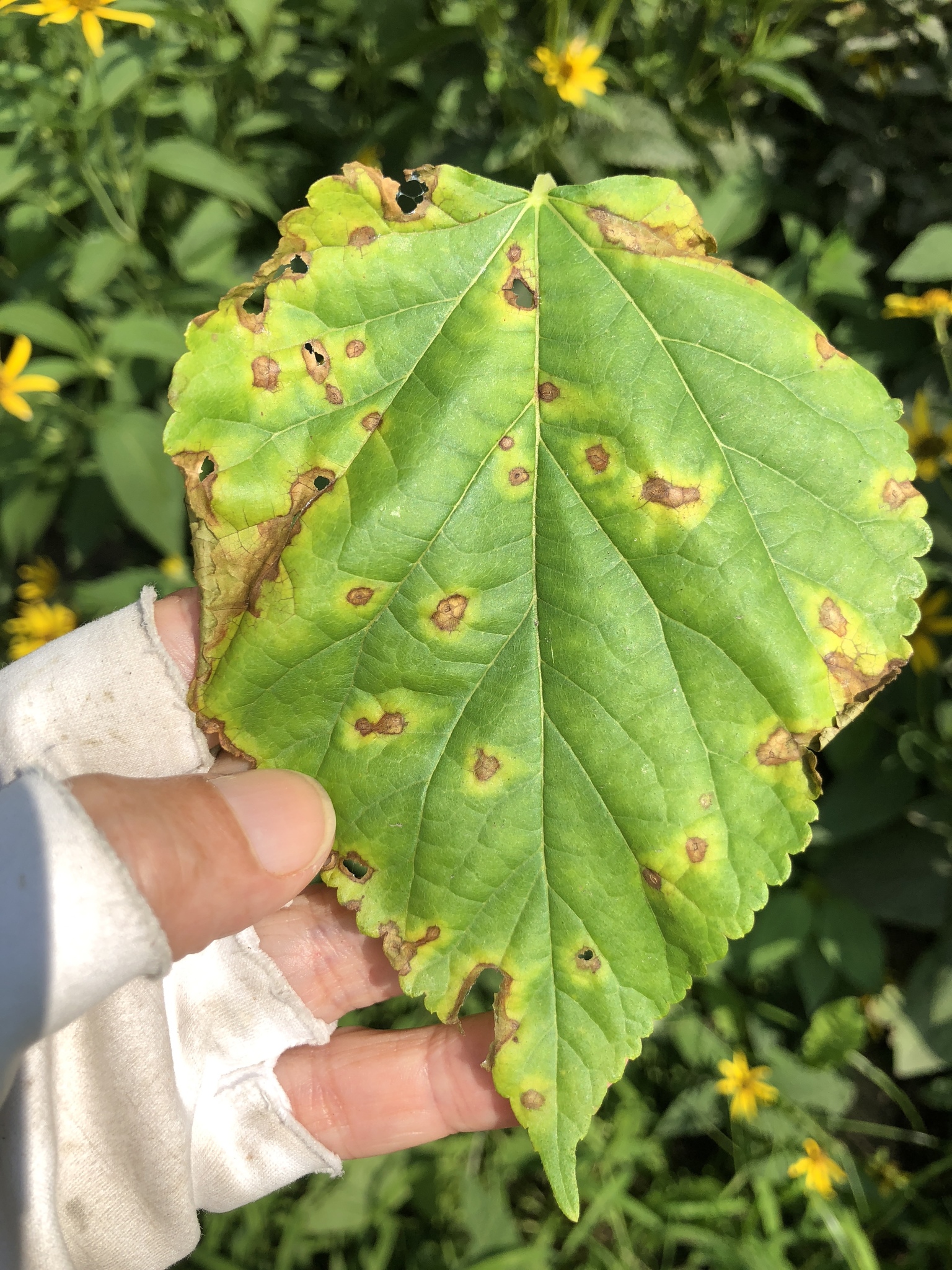 Black spots discount on mulberry leaves