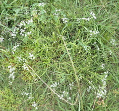 Limnosciadium pinnatum