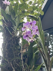 Vandoideae