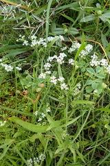 Limnosciadium pinnatum