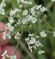 Limnosciadium pinnatum