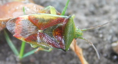 Elasmostethus interstinctus