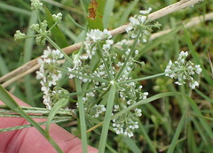 Limnosciadium pinnatum