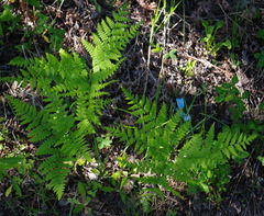 Pteridium aquilinum latiusculum