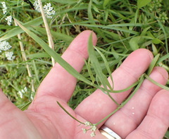 Limnosciadium pinnatum