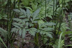 Pleurospermum uralense