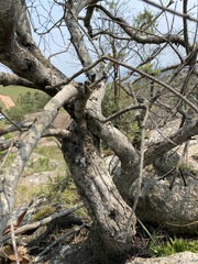 Phylica paniculata image