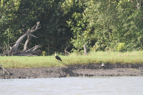 African Woolly-necked Stork
