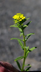 Erysimum cheiranthoides