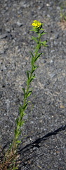 Erysimum cheiranthoides
