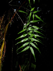 Asplenium juglandifolium