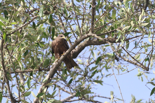 Yellow-billed Kite