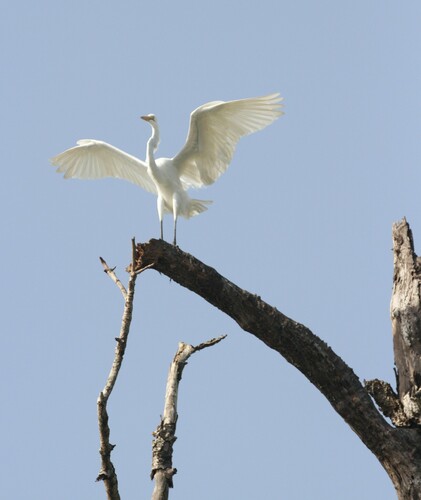 Great Egret