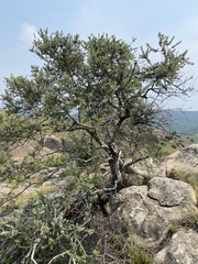 Phylica paniculata image