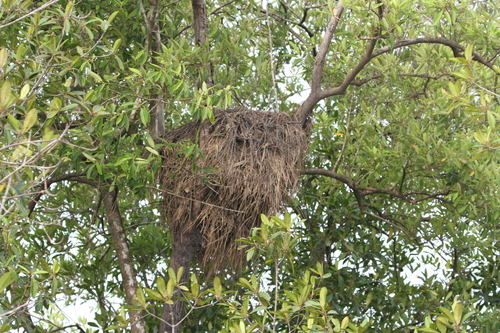 Hamerkop