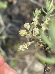 Phylica paniculata image