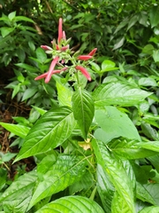 Dianthera secunda