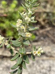 Image of Phylica paniculata