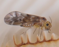 Peripsocus subfasciatus