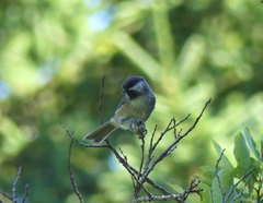 Poecile hudsonicus
