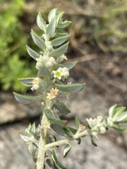 Phylica paniculata image