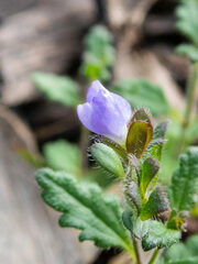 Veronica distans