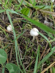 Inocybe geophylla