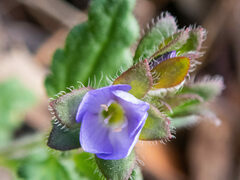 Veronica distans
