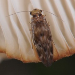 Peripsocus subfasciatus