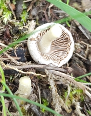 Inocybe geophylla