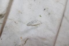 Cyclophora pendulinaria