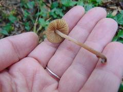 Conocybe tenera