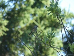 Poecile hudsonicus