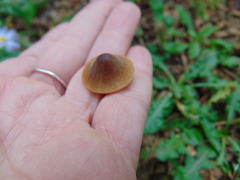 Conocybe tenera